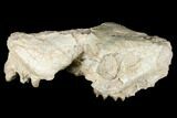 Fossil Oreodont (Merycoidodon) Skull - Wyoming #174374-2